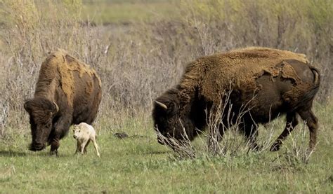 buffalo 10 day forecast|Tribes honor the birth of a rare white buffalo calf in Yellowstone.